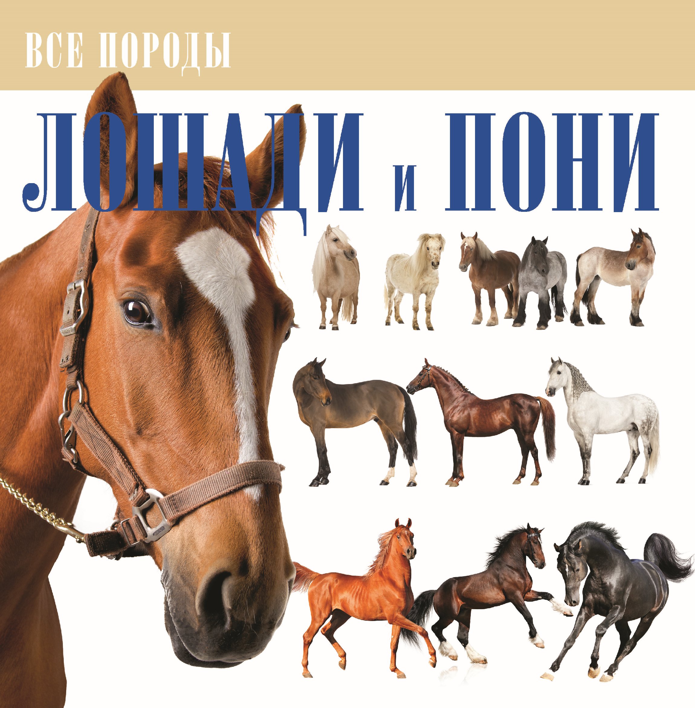 Купить книгу лошади. Энциклопедия для детей. Лошади. Книги про лошадей. Книги о лошадях для детей.